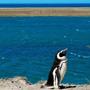 PUERTO MADRYN Finde Largo - Salida 21/11/2025