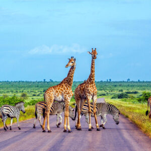 SUDAFRICA Imprescindible - Salida 23/08/2025