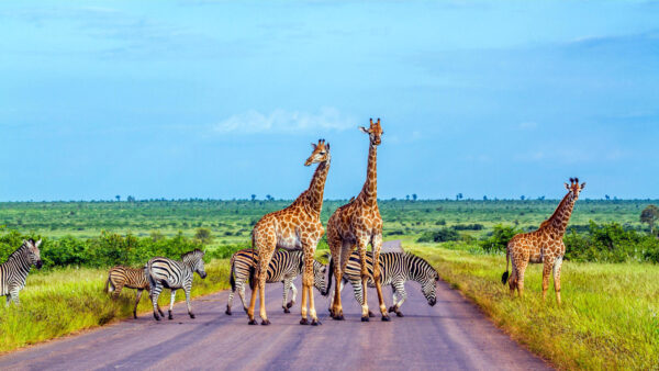 SUDAFRICA Imprescindible - Salida 23/08/2025